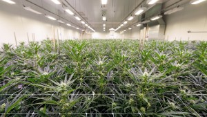 Bundestag beschließt Legalisierung von Cannabiskonsum