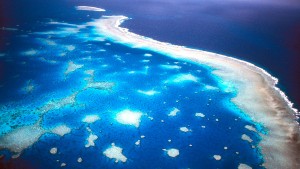 Fast alle Korallenriffe könnten verschwinden