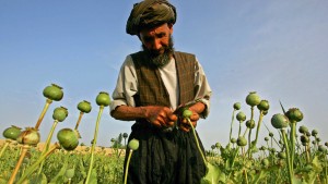 Opiumpreise in Afghanistan stark gestiegen