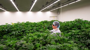 Cannabisanbau wird in den Niederlanden probeweise legal