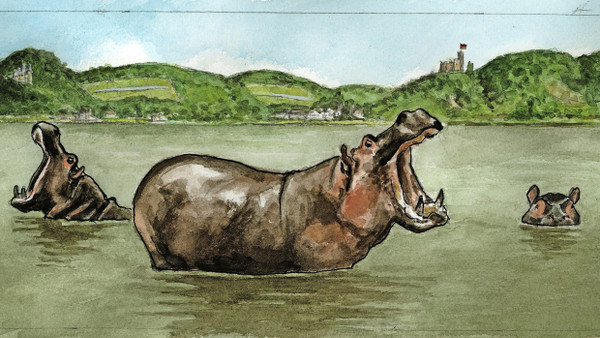 Ein Nilpferd mit offenem Maul steht im See.