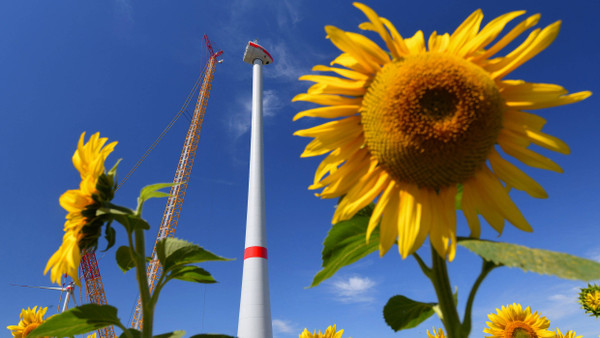 Sonnenblumenfeld in Brandenburg: Bis 2050 will die EU klimaneutral werden