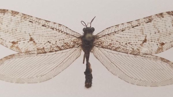 Die seltene Florfliege, auch Polystoechotes punctata genannt, die ein Entomologe in den USA beobachtet und präpariert hat.