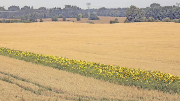 Der Blühstreifen bei Rostock soll vor allem Bienen helfen.