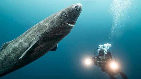 Einen Eishai zu filmen ist ein aussergewöhnlicher Moment für Kamerafrau Christina Karliczek.