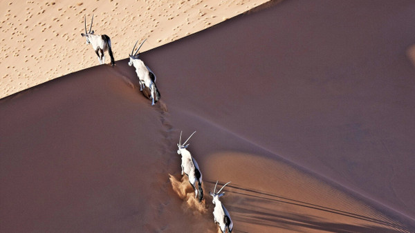 Die satellitengestützte Beobachtung von Tieren gibt nicht bloß Auskunft über das Verhalten von Individuen, sondern über die Dynamik in kleinen Gruppen und großen Verbänden: Südafrikanische Spießböcke überqueren eine Düne in der Namib.
