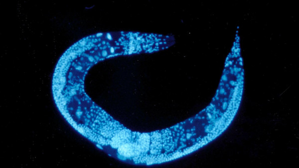 Beliebter Modellorganismus für Biologen: der Fadenwurm Caenorhabditis elegans