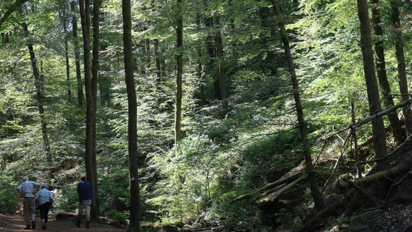 Sich einfach mal gehen lassen: auf dem Weg durch die Karlstalschlucht bei Trippstadt