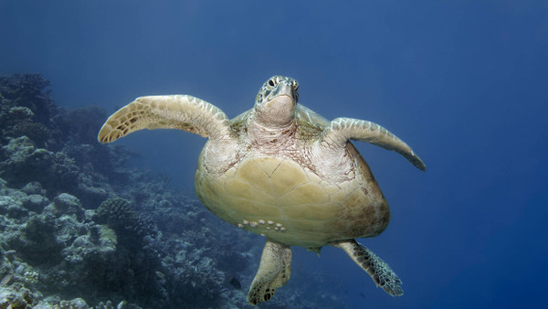 Eine Grüne Meeresschildkröte (Symbolbild).