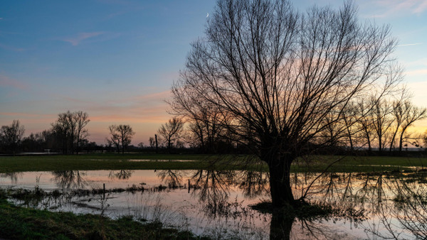 Selbst Weiden stehen nicht gerne wochenlang im Wasser.