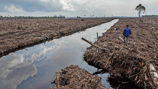 Wenn Gebiete, wie hier auf Sumatra, für neue Plantagen abgeholzt und entwässert werden, soll die sogenannte beschleunigte Verwitterung helfen, freigesetztes Kohlendioxid wieder zu binden.