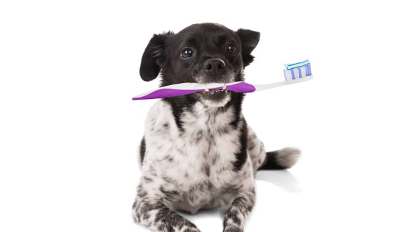 Auch Hunden müsste man die Zähne putzen. Das ist gar nicht so einfach.