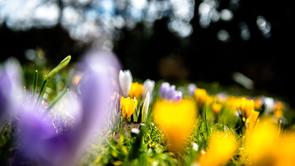 Wenn im Frühjahr die Krokusse blühen, nimmt der Garten erst richtig an Fahrt auf.
