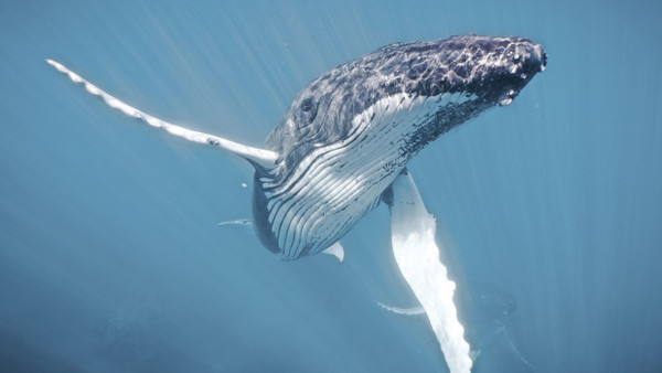 Warten auf Wale: Erst wenn die Guides ihr Okay geben, dürfen die Schnorchler ins Wasser, wo die Sensation wartet: ein Buckelwalkalb.