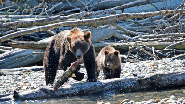 Fängt frische Fische: Am Klite River stehen die Chancen nicht schlecht, ein Foto von Grizzlys mit Lachsen im Maul zu schießen.