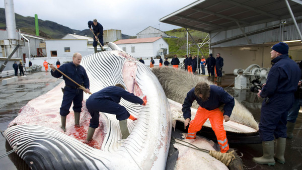Walfänger der Firma Hvalur mit einem aufgeschnittenen, 35 Tonnen schweren Finnwal