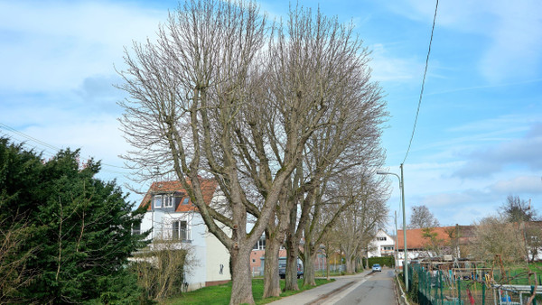 Unbebaubar: Das Grundstück neben den Kastanien am Welschgrabenweg im Frankfurter Stadtteil Zeilsheim bleibt frei.