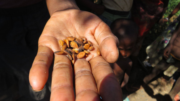 Madagaskar, Ambovombe: In einer Hand liegen einige wenige Wassermelonenkerne. Die Samen werden in der Not geröstet, um den größten Appetit zu zügeln.