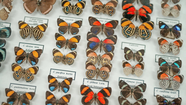 Die Akten der Schmetterlingssammlung sind beim Umzug wohl verloren gegangen, aber die Sammlung selbst hat sich erhalten.