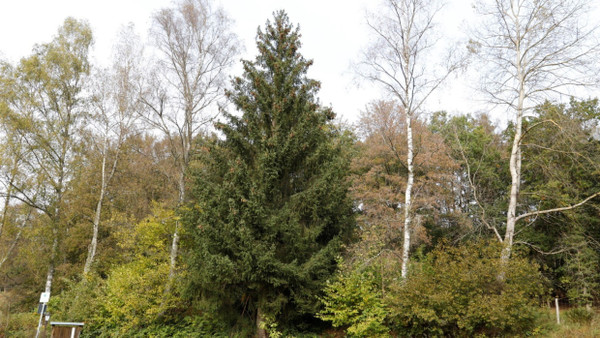 Das ist der Baum: Eine Fichte in Flörsbachtal wird nach Frankfurt transportiert.
