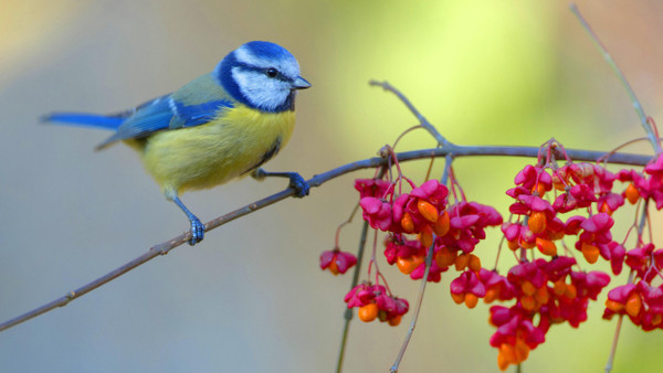 Pfaffenhütchen setzen farblich Akzente, und sind eine willkommene Nahrungsquelle für Vögel und Insekten.