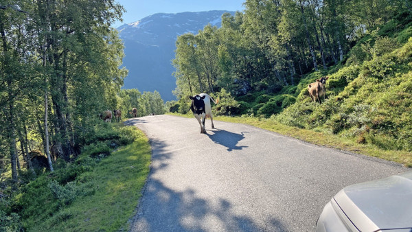 Nicht jede Kuh räumt in Norwegen für ein E-Auto den Weg.