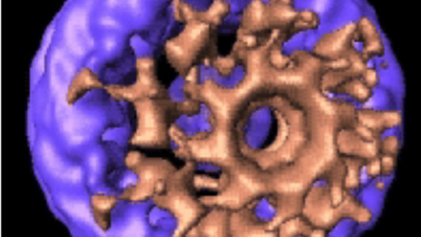 Torwächter: Diese Darstellung zeigt die Kernpore mit einem leeren Zentrum. Inzwischen weiß man, dass in das Loch fadenförmige Proteine hineinragen.