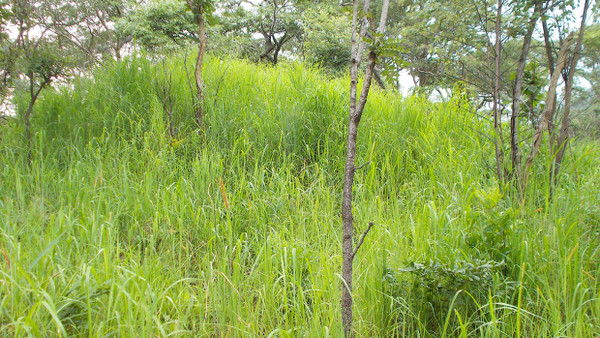 Während der Regenzeit sind die Termitenhügel im Issa Valley von dichtem Gras bewachsen.