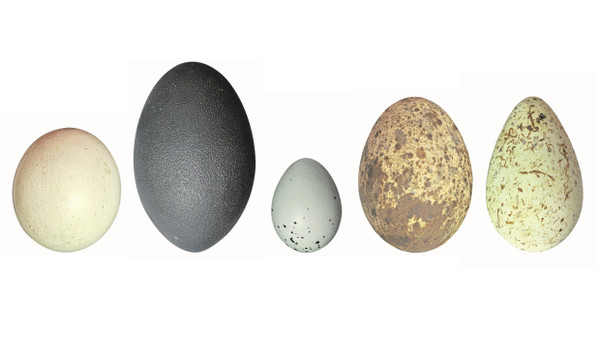 Eier der verschiedenen Grundformen (von links): ein annähernd sphärisches vom Habichtskauzes (Strix uralensis), ein elliptisches vom Emu (Dromaius novaehollandiae) je ein ovales von der Singdrossel (Turdus philomelos) und vom Fischadler (Pandion haliaetus) sowie ein pyriformes Ein einer Dickschnabellumme (Uria lomvia)