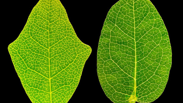 Formwandler: Links ein Blatt, wie es die Kletterpflanze Boquila trifoliolata ganz für sich alleine ausbildet. Rechts daneben ein Blatt, das der Pflanze wuchs als man sie ein Imitat mit runden künstlichen Blättern emporwachsen ließ.
