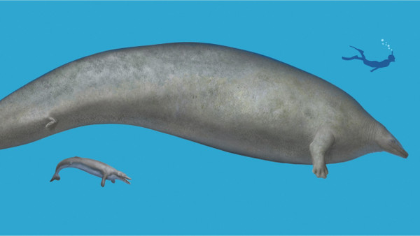 Der Koloss der Küste: Perucetus colossus (oben) im Vergleich mit seinem Zeitgenossen, dem basilosauriden Wal Cynthiacetus peruvianus (unten) sowie einem Menschen.