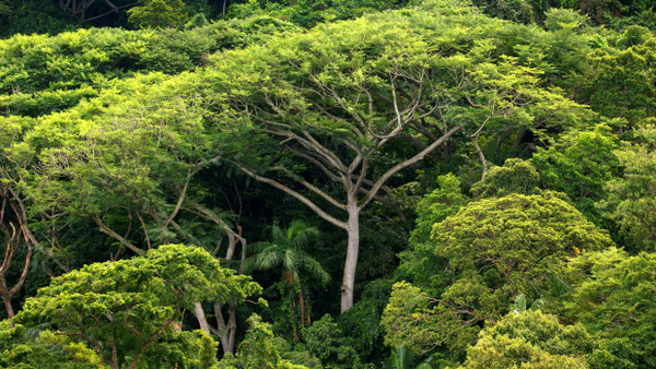 Urwaldbäume haben keine Artgenossen um sich: Atlantischer Regenwald auf der Ilha do Cardoso südlich von Sao Paulo.