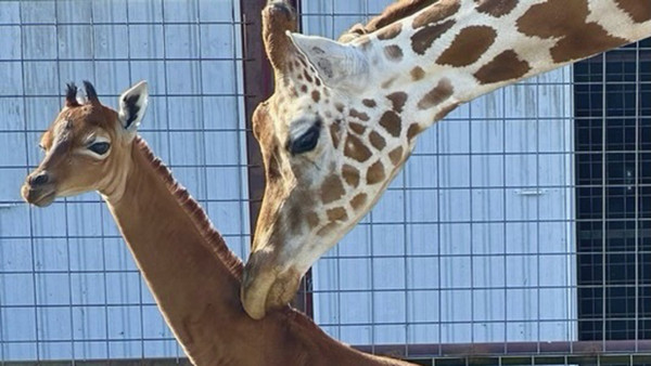 Die kleine Giraffe ist ohne Flecken auf die Welt gekommen.