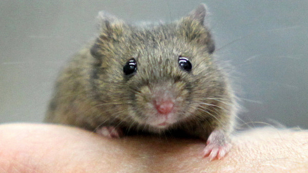 Knopfaugen und Samtpfötchen: die Maus