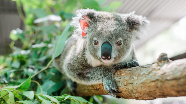 Koala-Weibchen Ember im März 2020 in der Tierauffangstation
