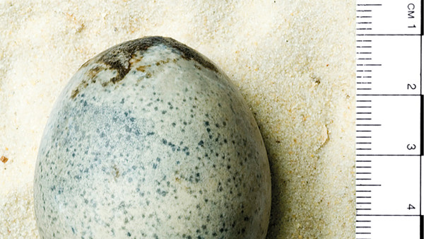 Ein Ei aus römischer Zeit, das vor einigen Jahren im mittelenglischen Aylesbury gefunden wurde, und noch immer eine Flüssigkeit enthält.