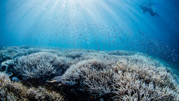 Bereits die fünfte Massenbleiche in acht Jahren: Korallen am Great Barriere Reef vor Australien.