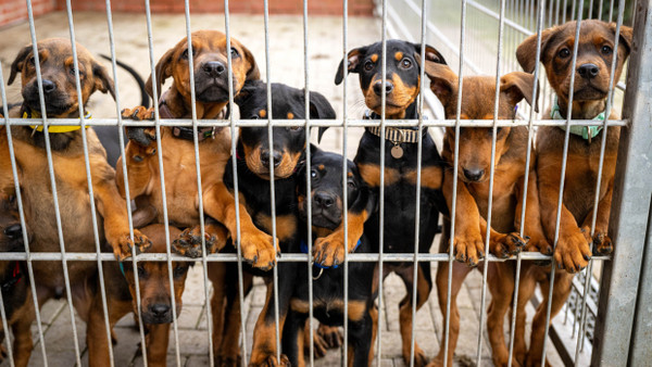 Bremen: Hunde lehnen an dem Gitter eines Zwingers in einem Tierheim.