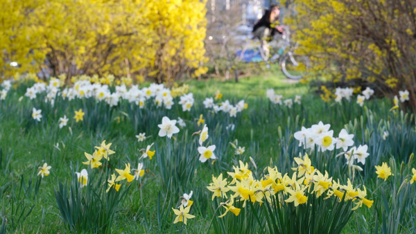 Osterglocken und Forsythien blühen früh in diesem Jahr.