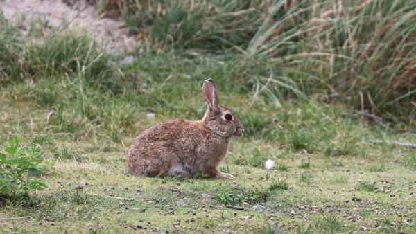 Ein Kaninchen sitzt an einer Düne.