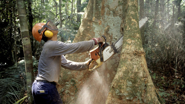 Die EU will etwas gegen die Abholzung des Regenwalds tun. Aber tut sie das Richtige?