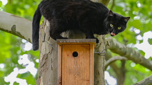 Schwarzer Kater auf der Jagd nach Vögeln.