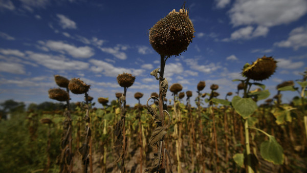 Blick auf ein vertrocknetes Sonnenblumenfeld in Velence, Ungarn. In Europa herrschte im Sommer 2022 eine große Hitzewelle.