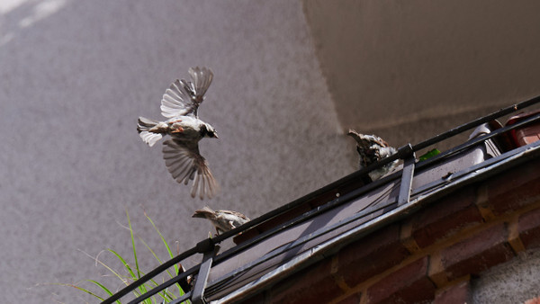 Ein Haussperling fliegt zu weiteren Sperlingen, die auf einem Balkon in Berlin Mitte sitzen.