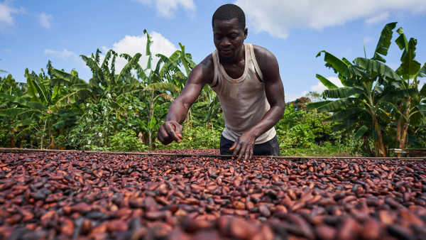 Segen und Fluch Ghanas: Die Abhängigkeit vom Weltmarktpreis für Kakao ist gestiegen.