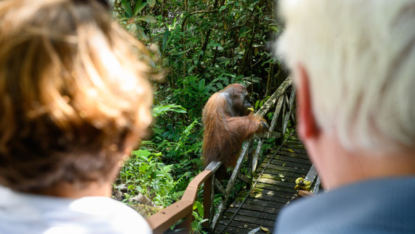 Bundespräsident Frank-Walter Steinmeier und seine Frau Elke Büdenbender schauen beim Besuch der Orang-Utan-Aufzuchtstation im Semenggoh Wildlife Centre in Malaysia einem großen Orang-Utan beim Essen zu.