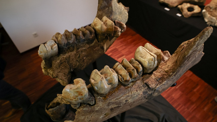 Der Fund umfasst 120 Knochen, darunter Schädel und Stoßzähne eines Jungtieres.