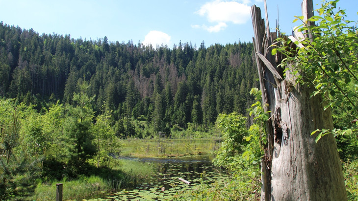 Der Kampf für den Nationalpark Schwarzwald, 2014 schließlich gegründet, war ein Herzensprojekt von Walter Trefz.