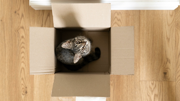 Eine Katze wurde versehentlich in einem Versandkarton von Utah nach Kalifornien verschickt. (Symbolbild)