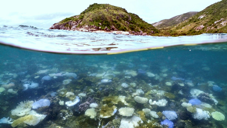 Durch den Hitzestress werden Korallen weiß.